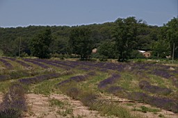 IMGP8849.JPG